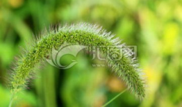 草柳视频,揭秘自然之美与生态和谐